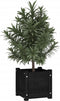 vidaXL - Plantenbakken - 2 - st - 31x31x31 - cm - massief - grenenhout - zwart