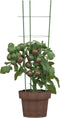 vidaXL - Plantensteunen - 5 - st - met - 3 - ringen - 60 - cm - staal - groen