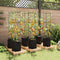 vidaXL - Tomatenkooien - met - plantenzak - 6 - st - 154 - cm - staal - en - polypropeen