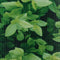 vidaXL - Tuinscherm - 35x0,19 - m - PVC - mat - lichtgrijs