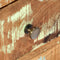vidaXL - Tv-meubel - 120x30x40 - cm - massief - gerecycled - hout