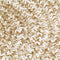 vidaXL - Vloerkleed - handgemaakt - 240 - cm - jute - wit - en - bruin