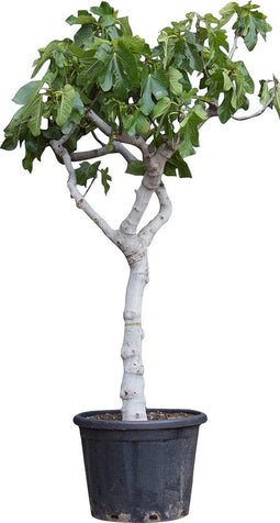 Vijgenboom 18/20 cm Ficus carica 162,5 cm