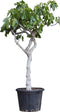 Vijgenboom 18/20 cm Ficus carica 162,5 cm