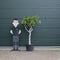 Vijgenboom 18/20 cm Ficus carica 162,5 cm