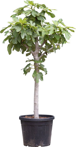 Vijgenboom - Ficus carica 140 - 165 cm (14 - 16 cm stamomtrek)