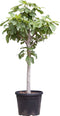 Vijgenboom - Ficus carica 140 - 165 cm (14 - 16 cm stamomtrek)