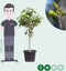 Vijgenboom - Ficus carica 140 - 165 cm (14 - 16 cm stamomtrek)