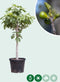 Vijgenboom - Ficus carica 140 - 165 cm (14 - 16 cm stamomtrek)