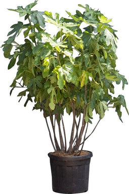 Vijgenboom meerstammig Ficus carica 162,5 cm