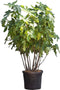 Vijgenboom meerstammig Ficus carica 162,5 cm