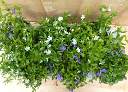Vinca Minor maagdenpalm 6 potjes per tray kleur mix