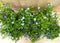 Vinca Minor maagdenpalm 6 potjes per tray kleur mix