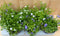 Vinca Minor maagdenpalm 6 potjes per tray kleur mix