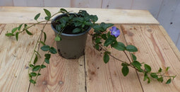 Vinca Minor Maagdenpalm blauw