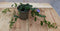 Vinca Minor Maagdenpalm blauw