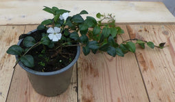 Vinca Minor Maagdenpalm wit