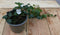 Vinca Minor Maagdenpalm wit