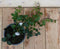 Vinca Minor Maagdenpalm wit