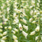 Vingerhoedjeskruid (Digitalis) 'Dalmatian White' | 1 stuk | Schaduwplant | tuinplant schaduw | 11x11 cm Kwekerspot | Wit | 100% Bloeigarantie | QFB Gardening