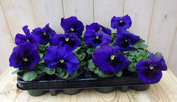 Violen Paars 12 stuks