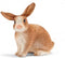 schleich FARM WORLD - Konijn - 13827