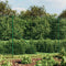 vidaXL - Draadgaashek - 1,6x10 - m - gegalvaniseerd - staal - groen