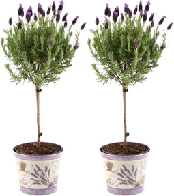 Viva Lavandula - 2 x Kuiflavendel Anouk® op Stam in Lavendelprint pot - set van 2 winterharde Lavendels