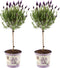 Viva Lavandula - 2 x Kuiflavendel Anouk® op Stam in Lavendelprint pot - set van 2 winterharde Lavendels
