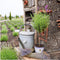 Viva Lavandula - 2 x Kuiflavendel Anouk® op Stam in Lavendelprint pot - set van 2 winterharde Lavendels