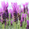 Viva Lavandula - 2 x Kuiflavendel Anouk® op Stam in Lavendelprint pot - set van 2 winterharde Lavendels