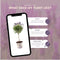 Viva Lavandula - 2 x Kuiflavendel Anouk® op Stam in Lavendelprint pot - set van 2 winterharde Lavendels