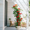 Plant in a Box - Thunbergia alata 'Arizona Rood' - Set van 3 - Rode Bloeiende klimplanten - Pot 9cm - Hoogte 25-40cm