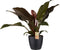 Philodendron Imperial red in ELHO sierpot (Brussels Round Zwart) ↨ 70cm - hoge kwaliteit planten