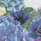 Thea Gouverneur - Borduurpakket met telpatroon - 3025A - Voorgesorteerde DMC Garens - Hortensia Anemonen - Aida - 37 cm x 42 cm - DIY Kit