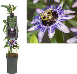 3 stuks - Van der starre - Klimplant Passiflora Damsel s Delight...
