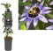 3 stuks - Van der starre - Klimplant Passiflora Damsel s Delight...