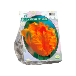 Baltus - Tulipa Orange Favourite Parkiet per 12 bloembollen