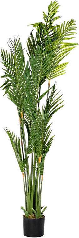 Decoratieve plant DKD Home Decor Palmen Groen PE (50 x 50 x 180 cm)