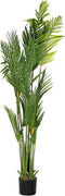 Decoratieve plant DKD Home Decor Palmen Groen PE (50 x 50 x 180 cm)
