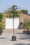 Vlamboom als leiboom Parrotia persica h 300 cm st. omtrek 10 cm st....