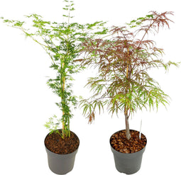 Plant in a Box - Acer palmatum 'Garnet', 'Emerald Lace' - Mix van 2 - Japanse Esdoorns Winterhard- Pot 19cm - Hoogte 60-70cm