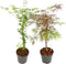 Plant in a Box - Acer palmatum 'Garnet', 'Emerald Lace' - Mix van 2 - Japanse Esdoorns Winterhard- Pot 19cm - Hoogte 60-70cm