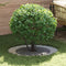 vidaXL - Plantenring - Ø60/90 - cm - Gecoat - Staal