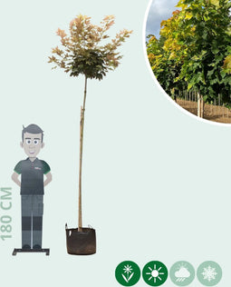 Gele bol Esdoorn 220 cm stamhoogte | Acer ps. 'Brilliantissimum' 14-18 cm 220 cm| Bomenbezorgd.nl