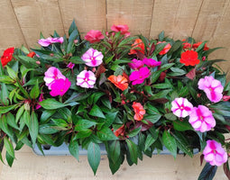 Vlijtig Liesje Balsemien Impatiens New Guinea 10 potjes per tray kl...