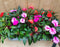 Vlijtig Liesje Balsemien Impatiens New Guinea 10 potjes per tray kl...