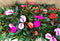 Vlijtig Liesje Balsemien Impatiens New Guinea 10 potjes per tray kl...