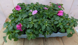 Vlijtigliesjes in een bak 12 stuks roze