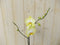 Vlinderorchidee Luxe Tak geel 80 cm